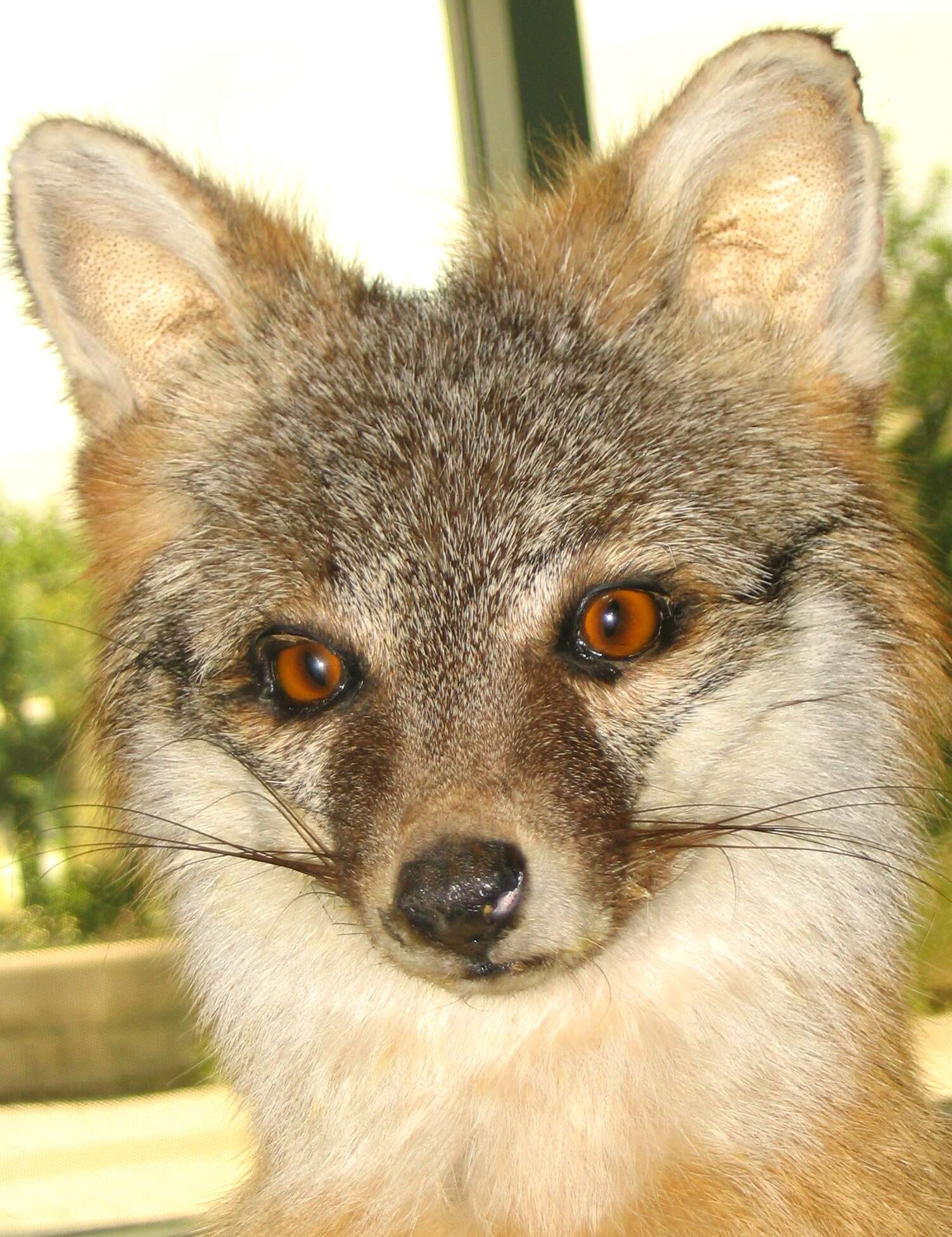 Image of Grey Foxes