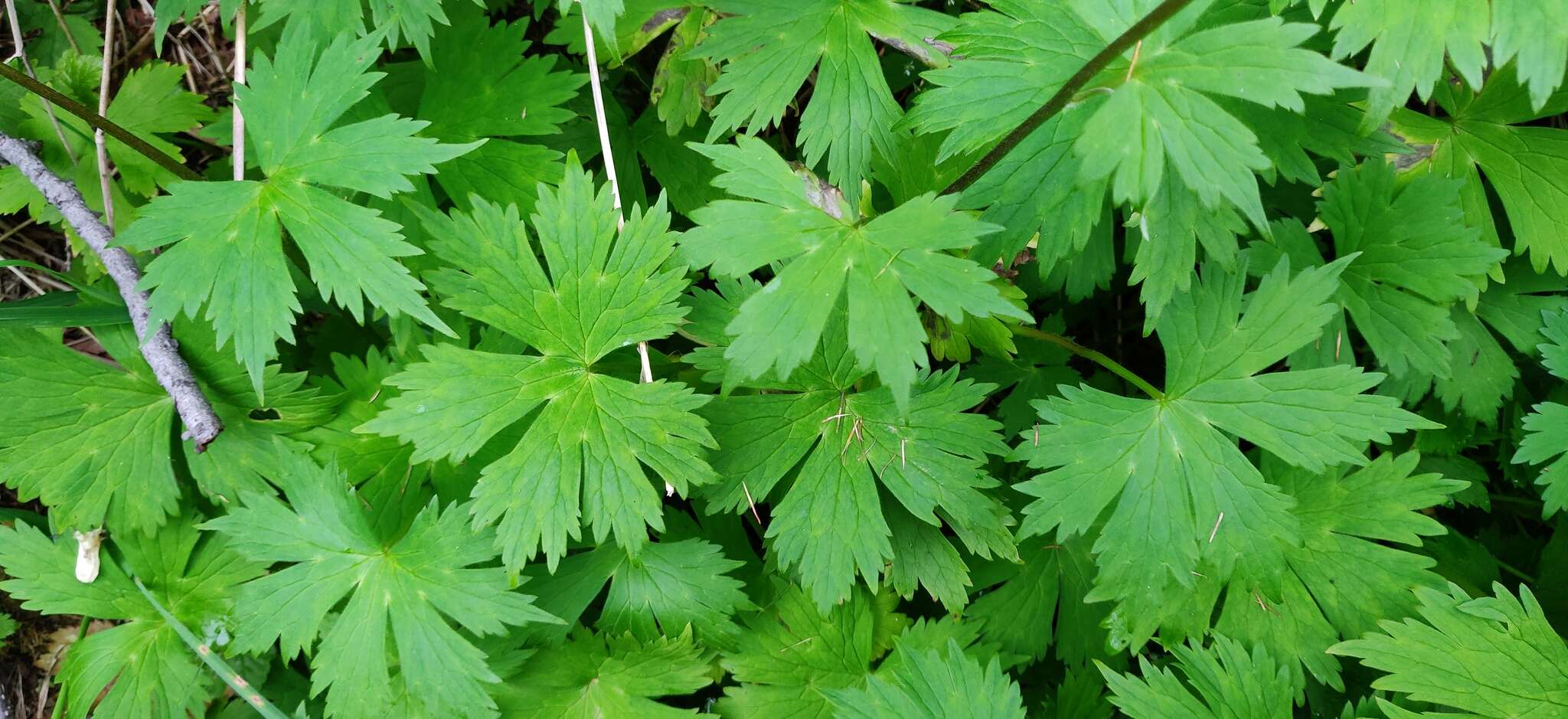 Imagem de Aconitum umbrosum (Korsh.) Kom.