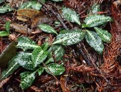 Image of Giant Rattlesnake-plantain