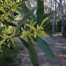 Sivun Acacia longifolia subsp. longifolia kuva