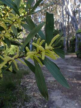 Imagem de Acacia longifolia subsp. longifolia