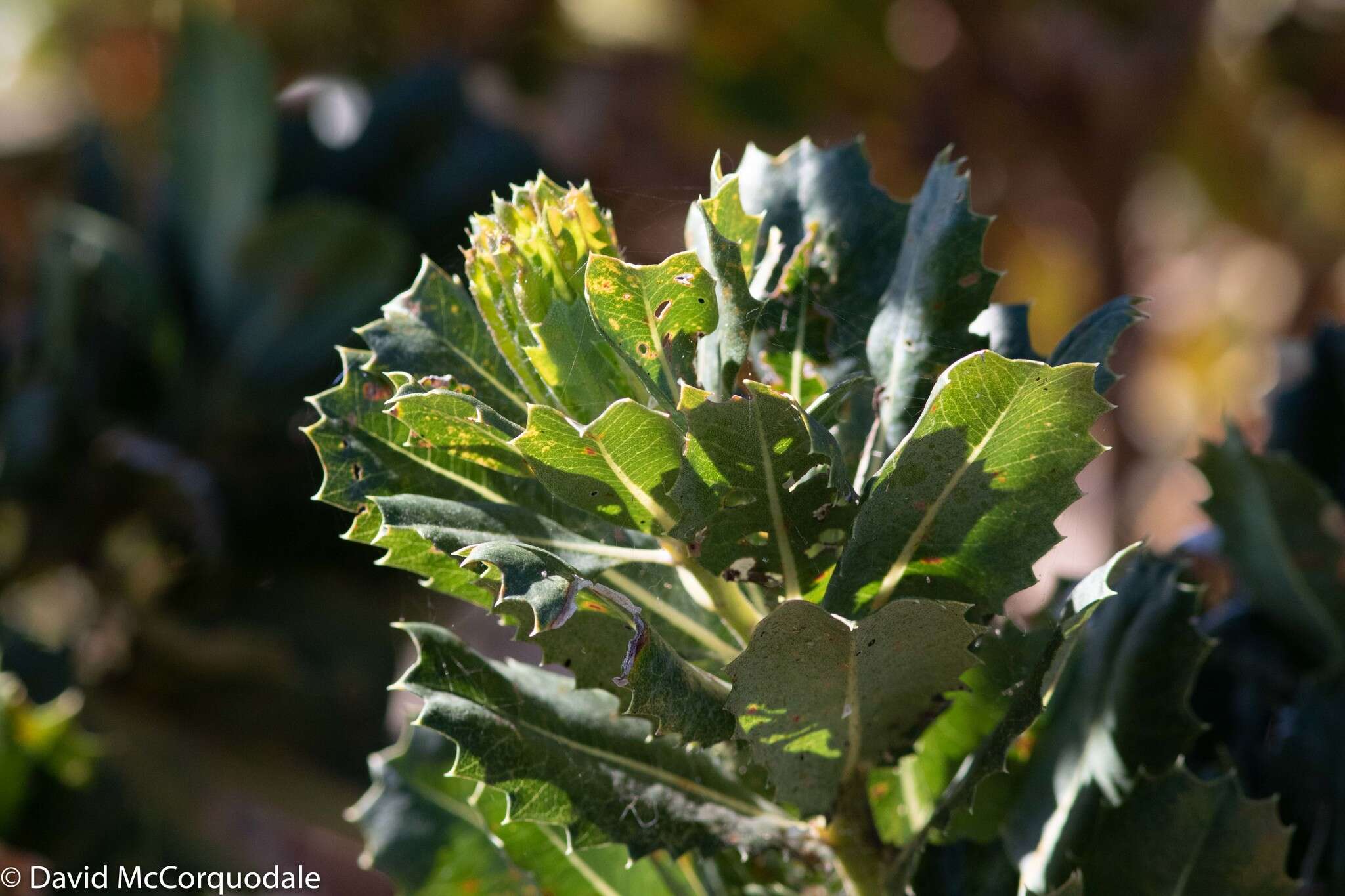 Sivun Banksia sessilis (Knight) A. R. Mast & K. R. Thiele kuva