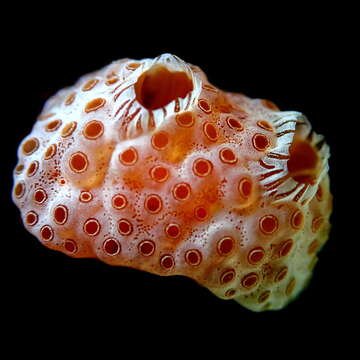 Image of sea-strawberry