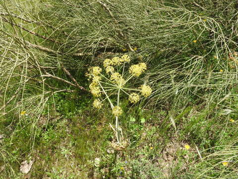 Image of Thapsia garganica L.