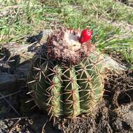 Image of Melocactus curvispinus subsp. curvispinus