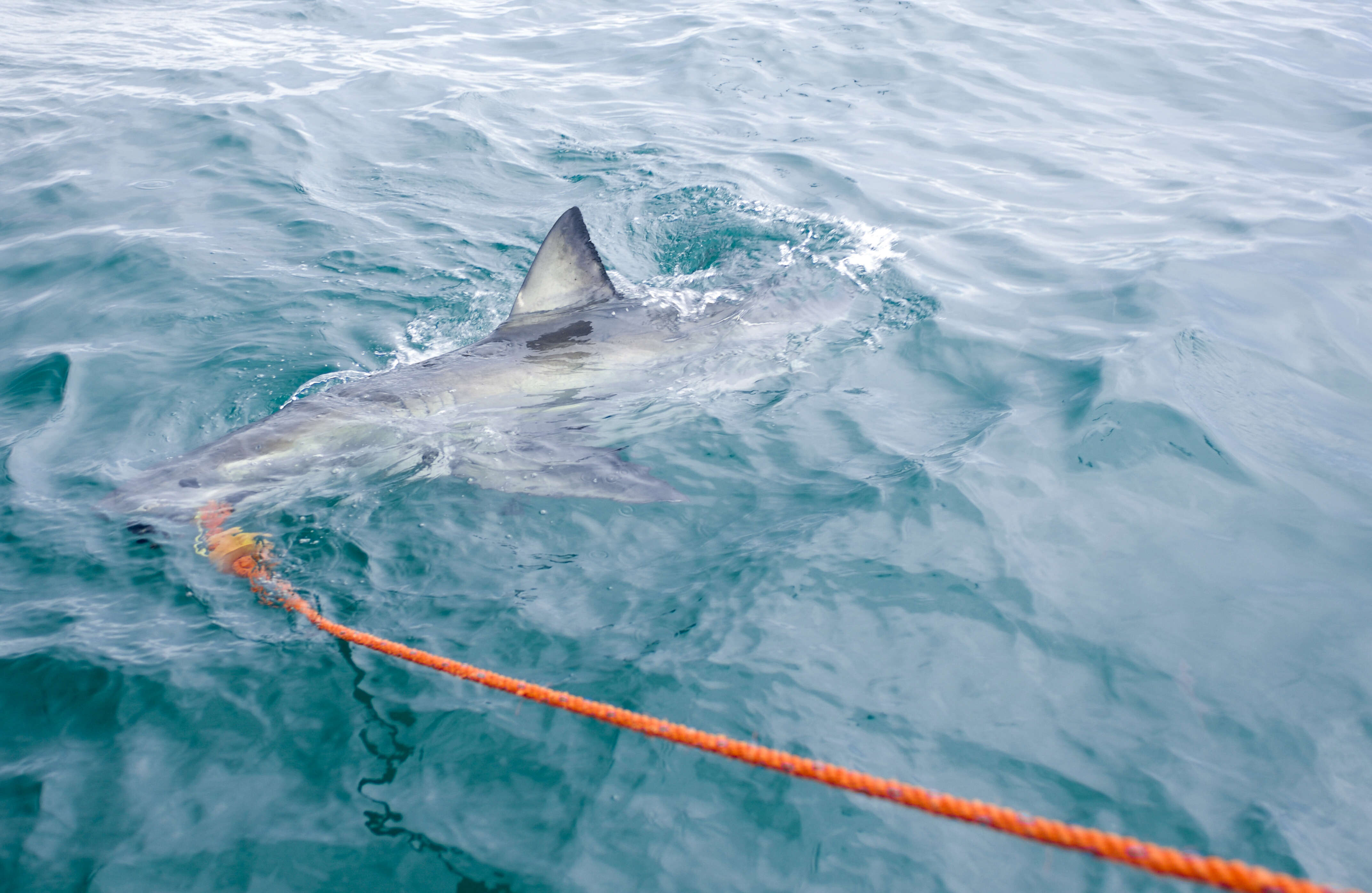 Image of Carcharodon