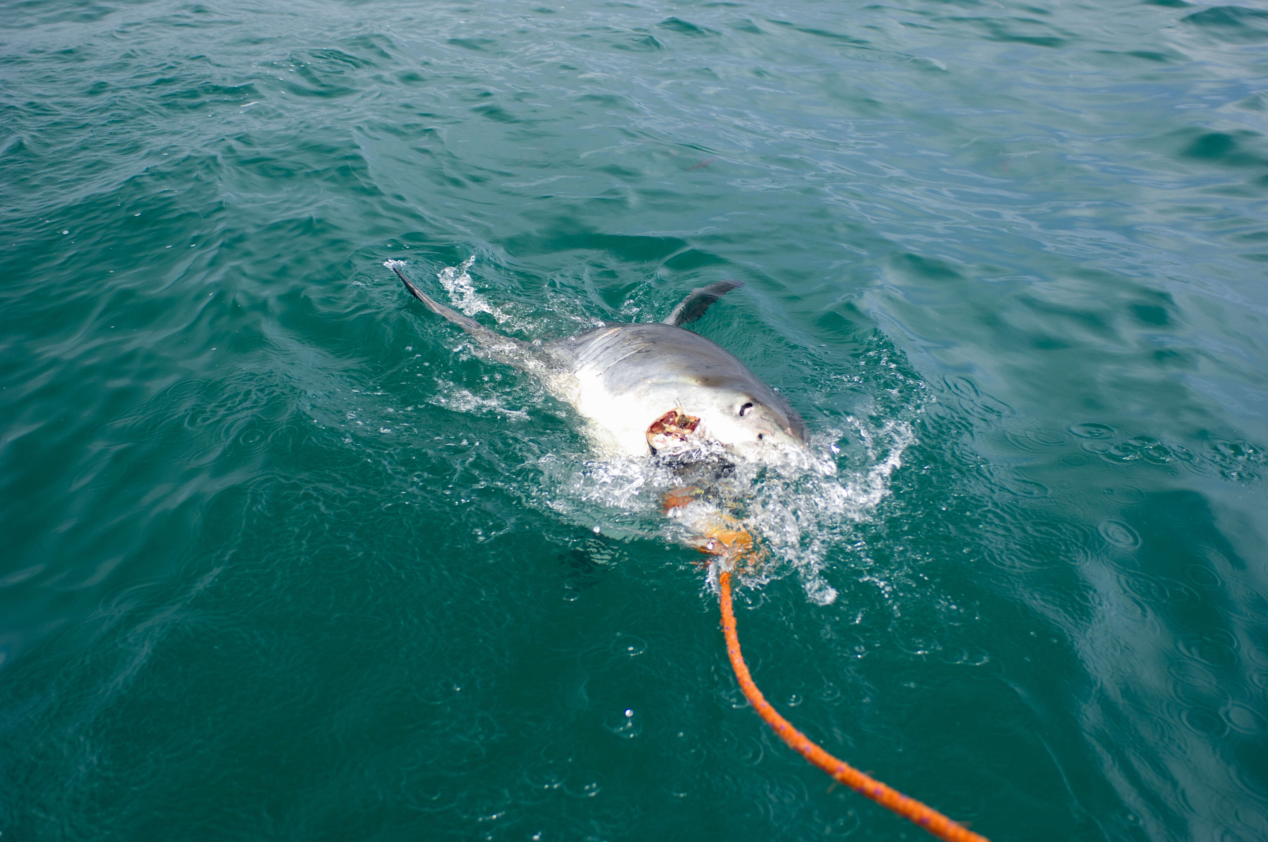 Carcharodon resmi