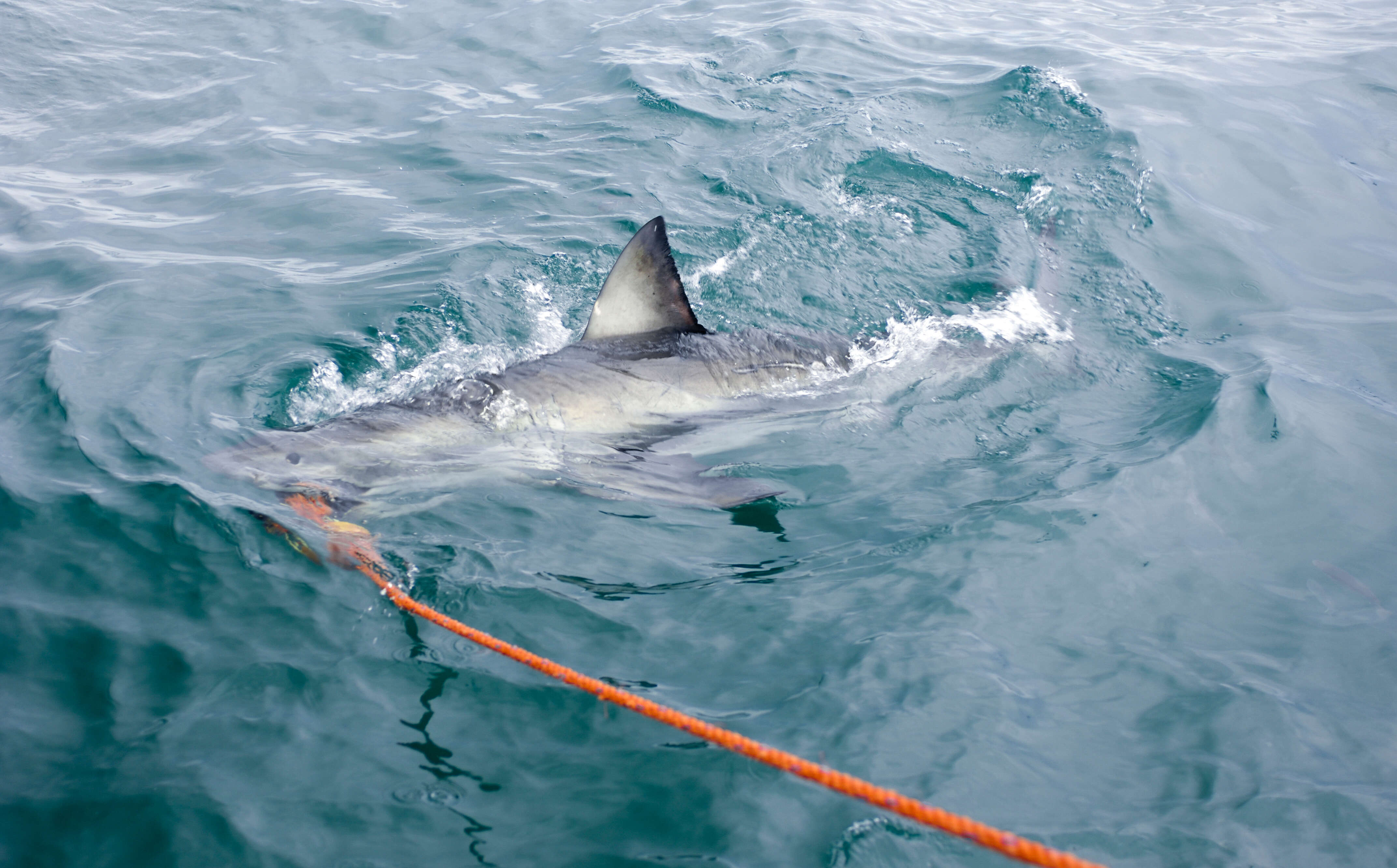 Image of Carcharodon