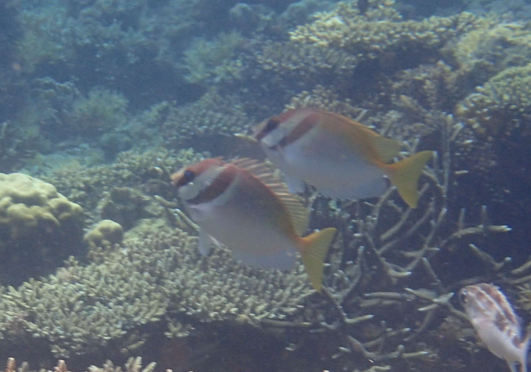 Image of Barhead spinefoot