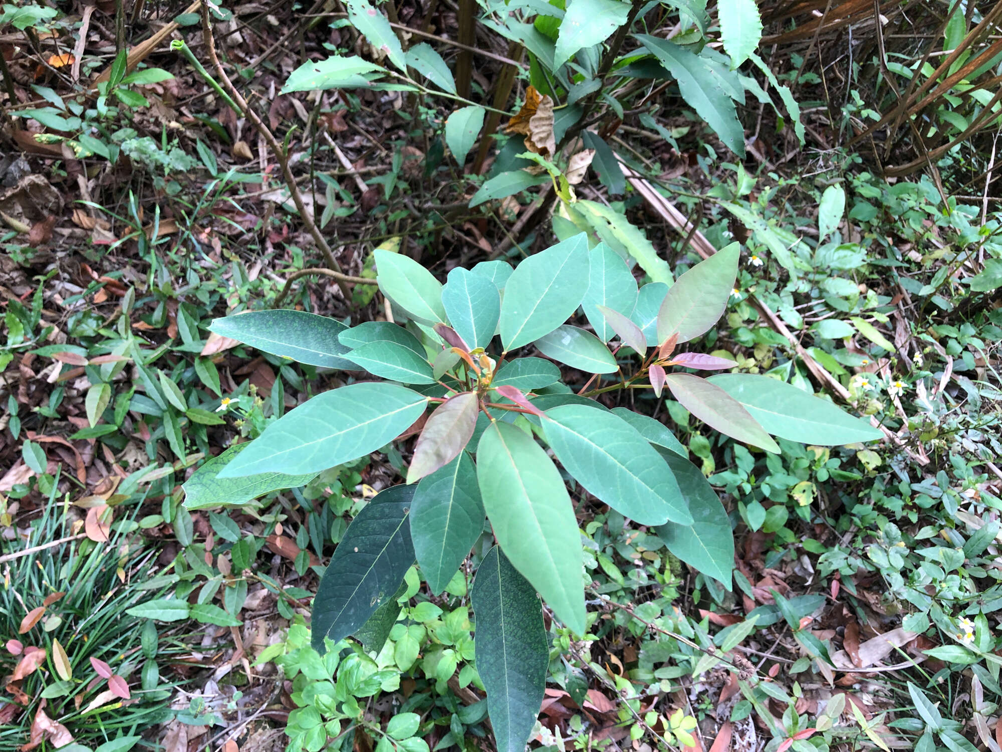 Image of Triadica cochinchinensis Lour.