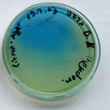 Image of Pseudomonas fluorescens