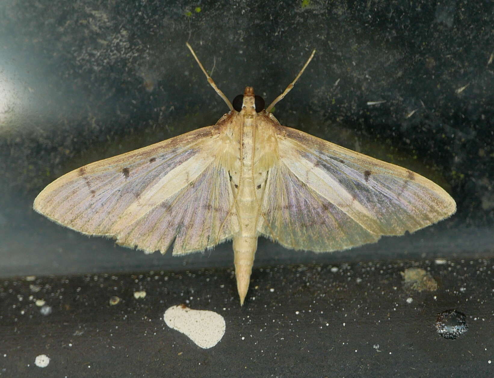 Image de Herpetogramma bipunctalis Fabricius 1794