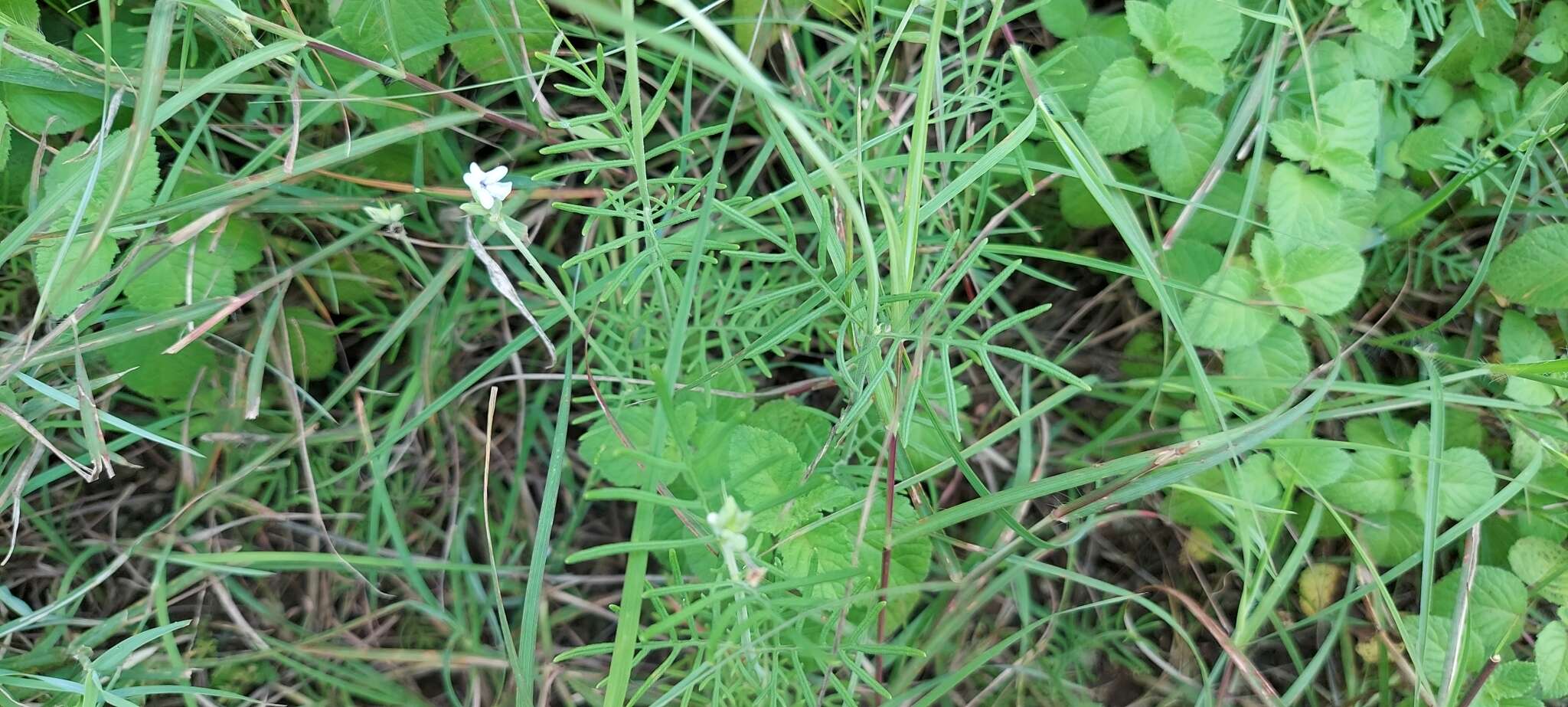 Image of Lavandula bipinnata (Roth) Kuntze