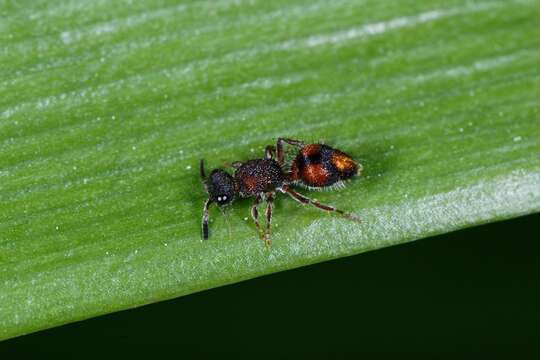 Image of Ephutomorpha bivulnerata (André 1901)