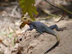 Image of Common agama