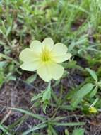 Oenothera humifusa Nutt. resmi