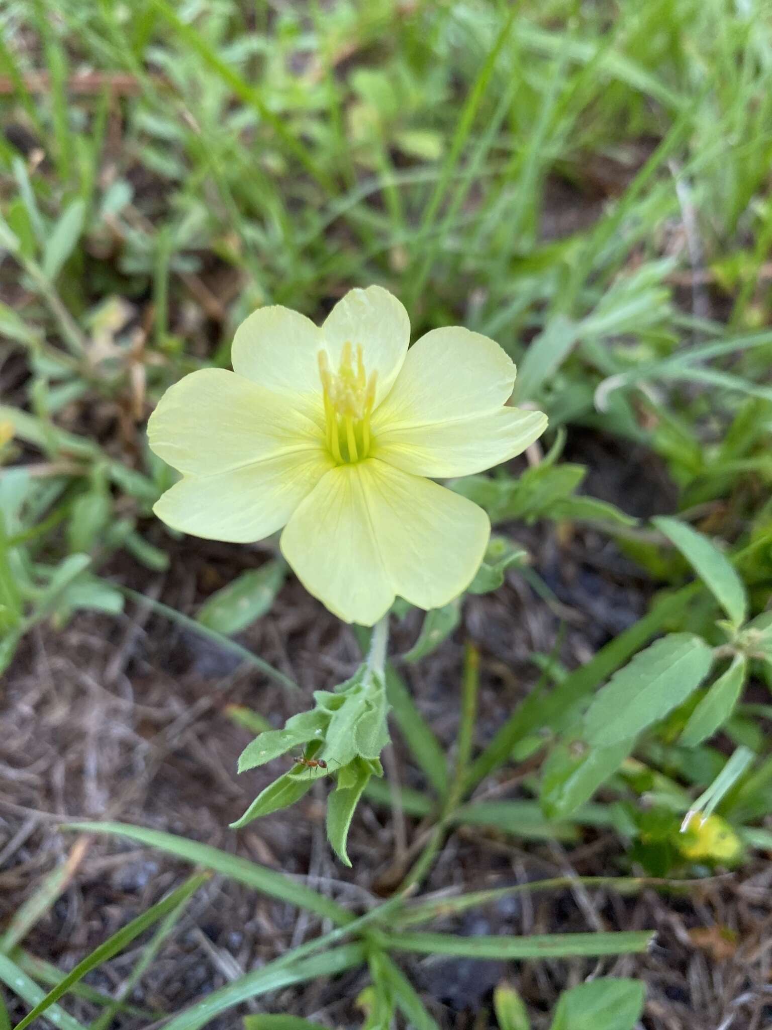 Image of seabeach evening primrose