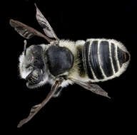 Megachile brevis Say 1837 resmi