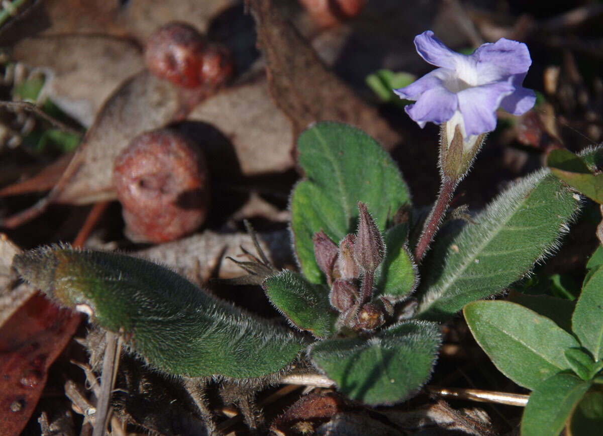 Brunoniella acaulis (R. Br.) Bremek.的圖片