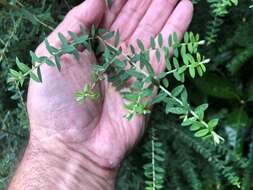 Image de Ozothamnus rufescens DC.