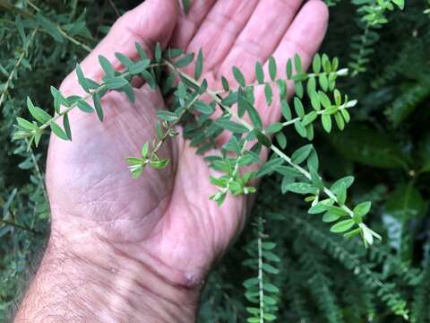 Image of Ozothamnus rufescens DC.