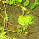 Image of Mexican leaf frog