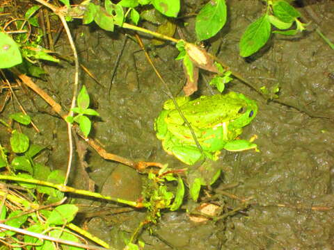 Image of Mexican leaf frog