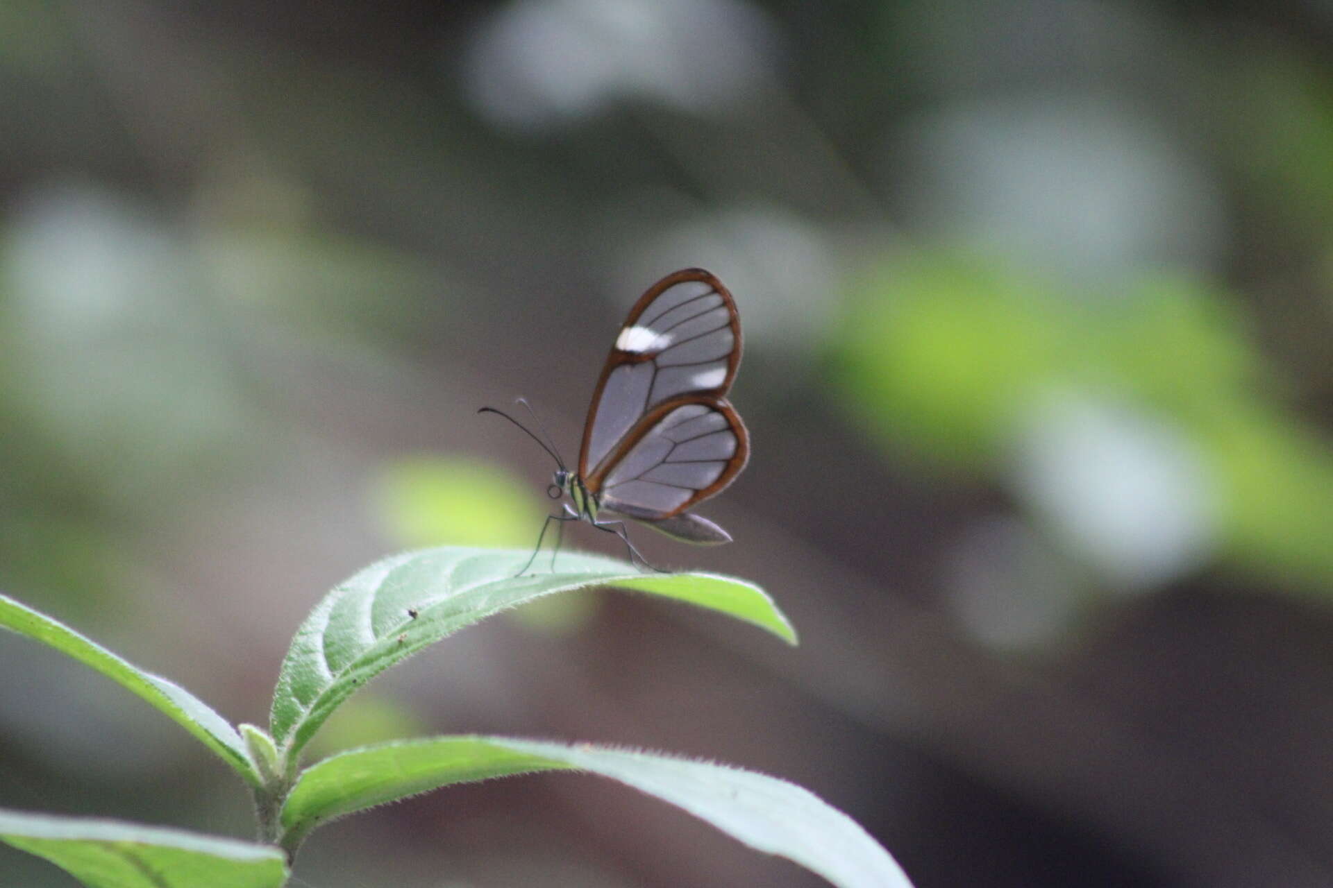 Image of Salvin's Clearwing