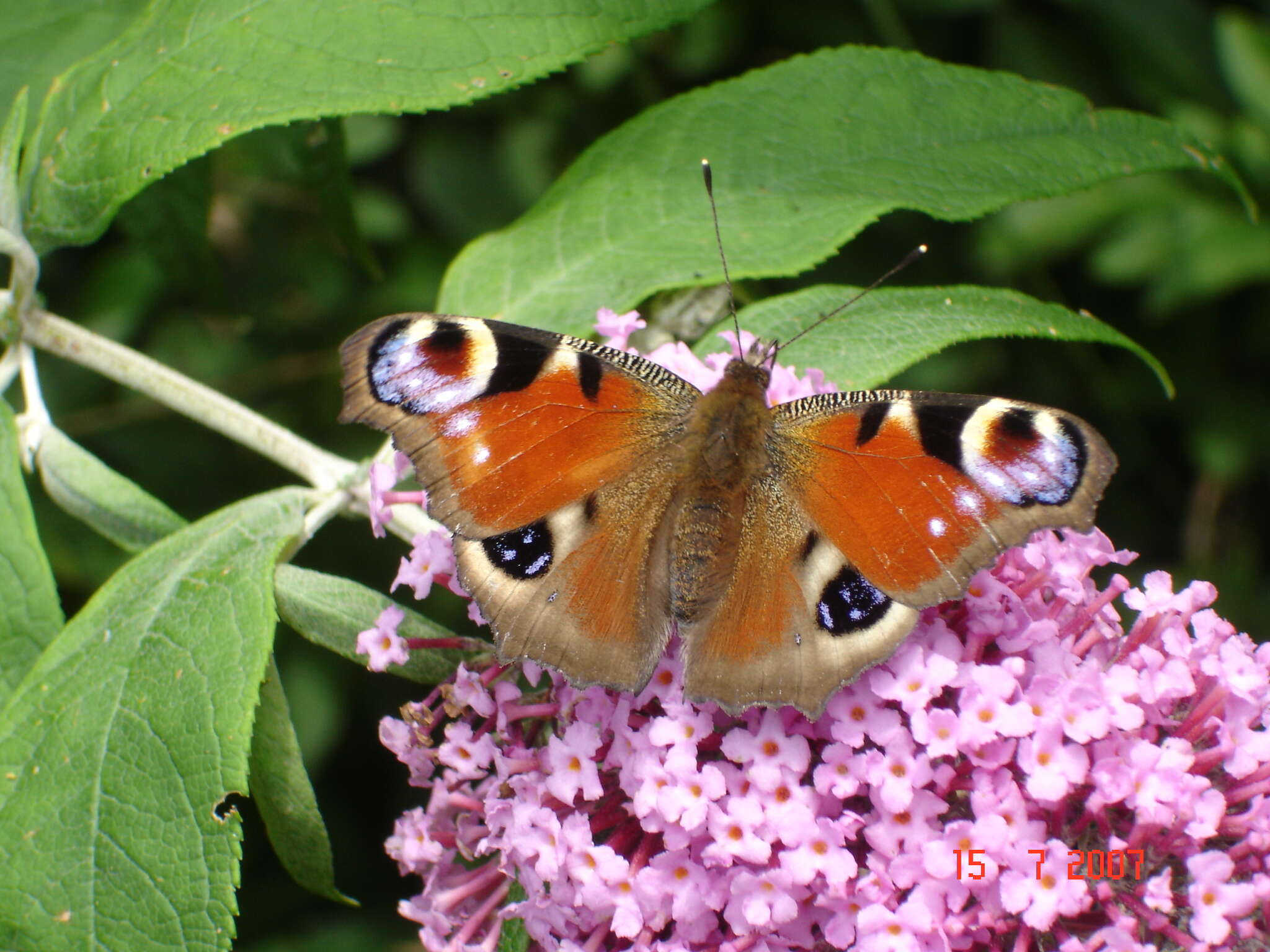 Image of Aglais io