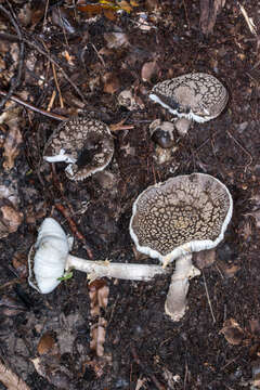 Plancia ëd Amanita karea G. S. Ridl. 1991