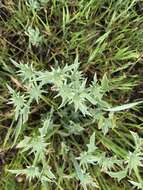 Image de Eryngium aristulatum Jepson