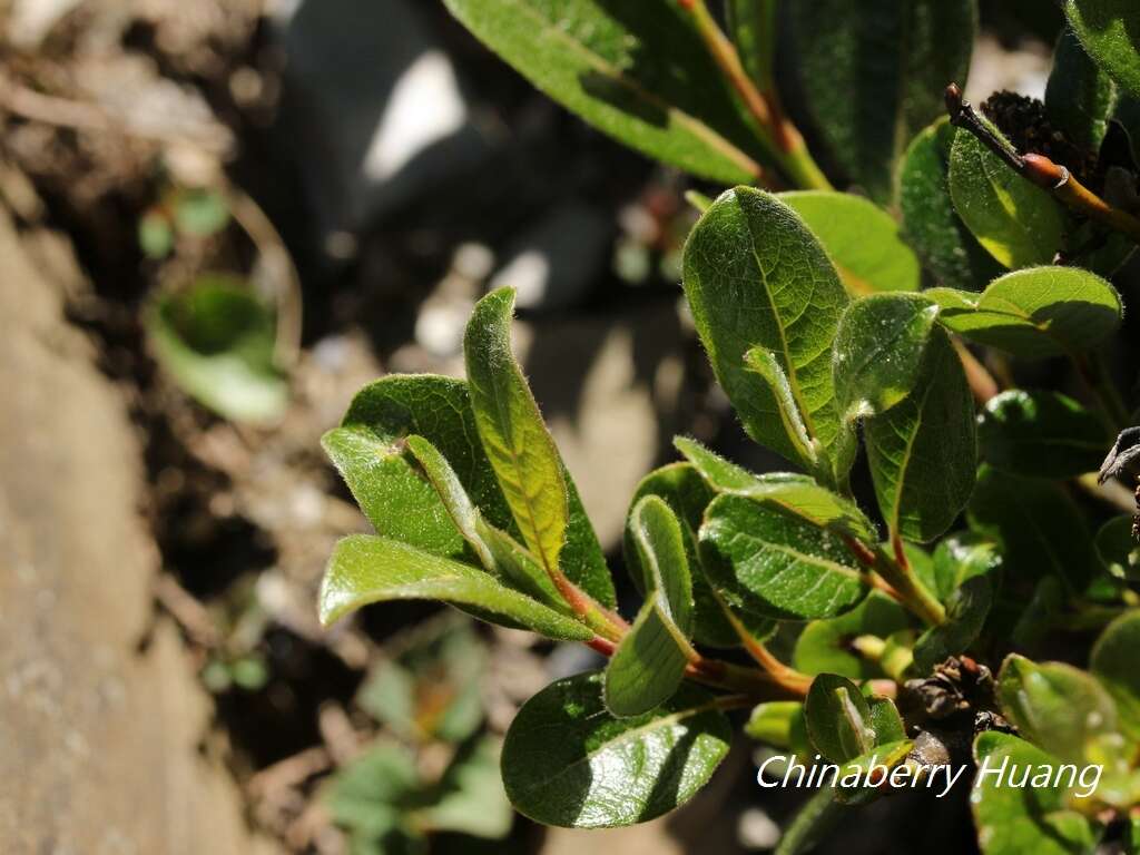 Image of Salix taiwanalpina Kimura