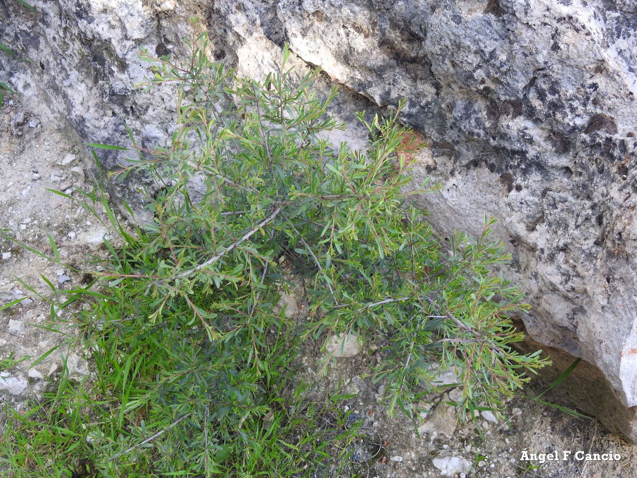 Image of European buckthorn