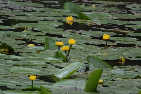 Image of Yellow Water-lily