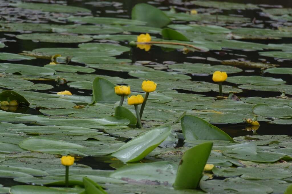 Image de Nénuphar Jaune