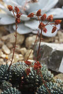 Image of Mexican Firecracker