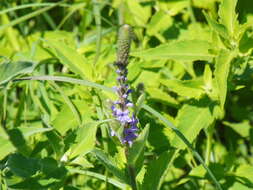 Image of hoary verbena