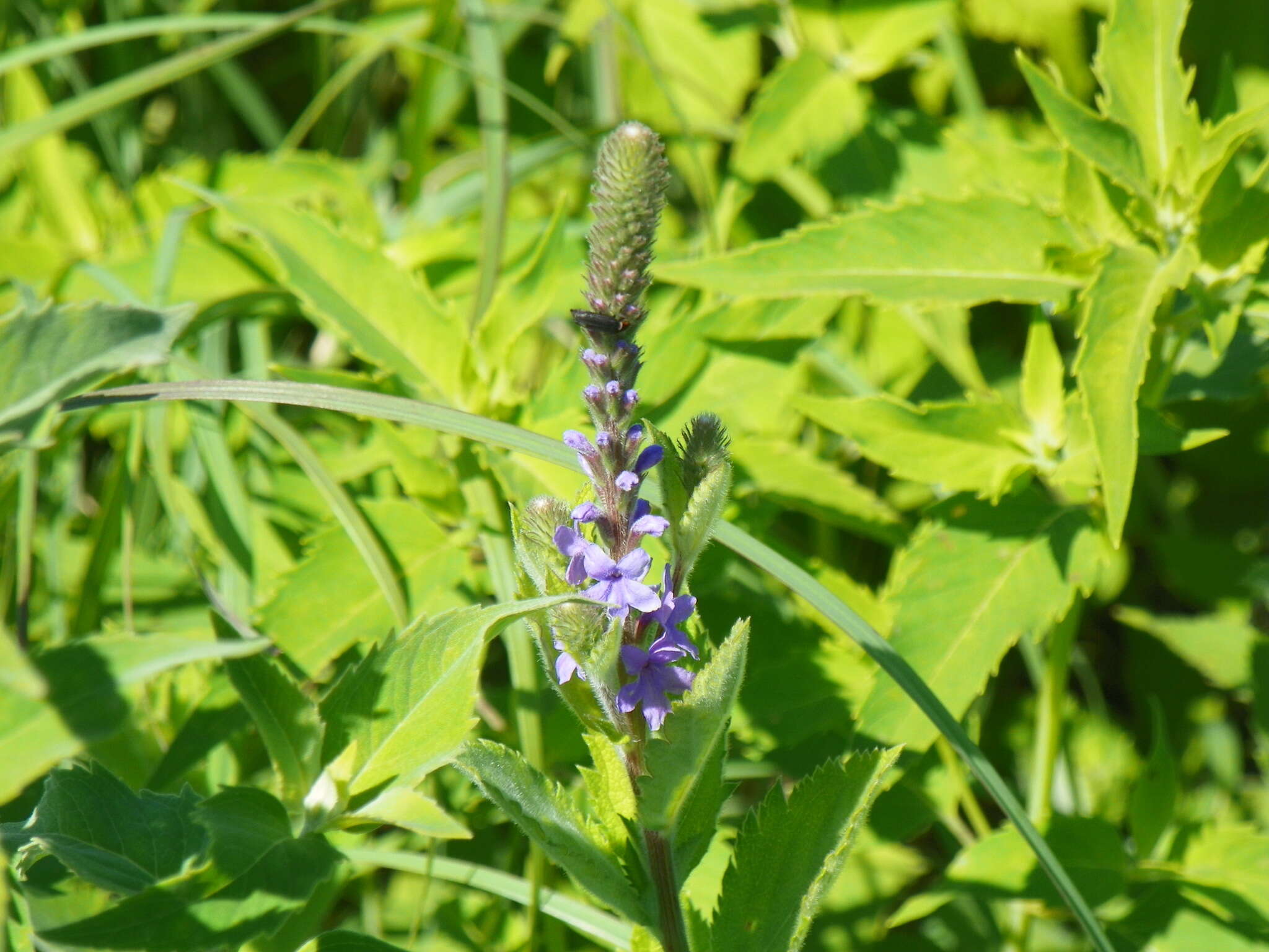 Image de Verbena stricta Vent.