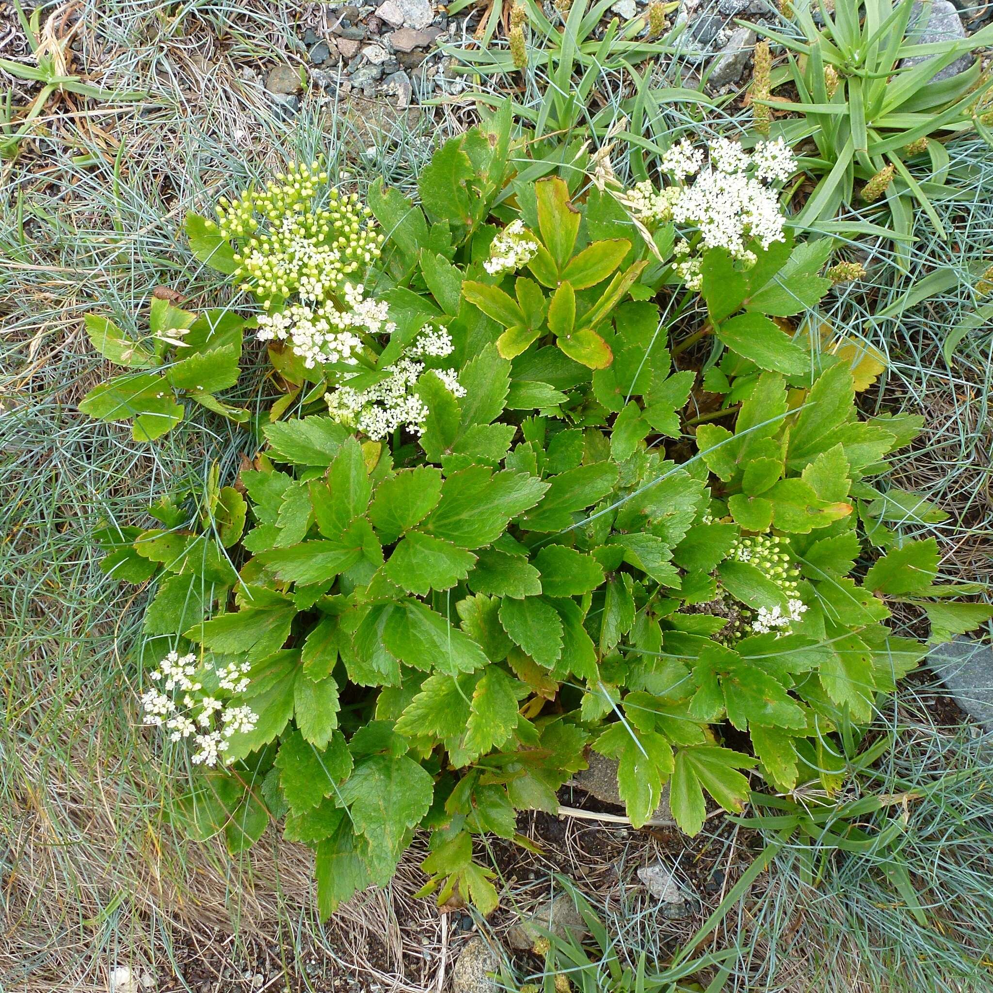 Ligusticum scoticum L. resmi