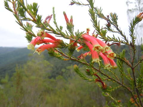 Image of Ever-flowering heath