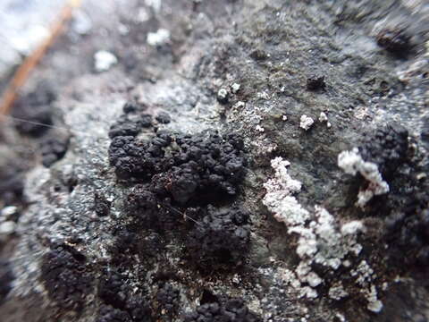 Image of phylliscum lichen