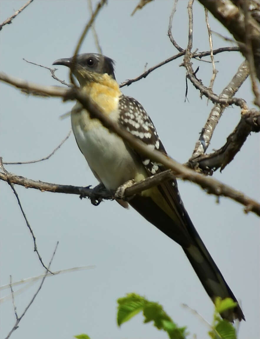 Imagem de Clamator glandarius (Linnaeus 1758)