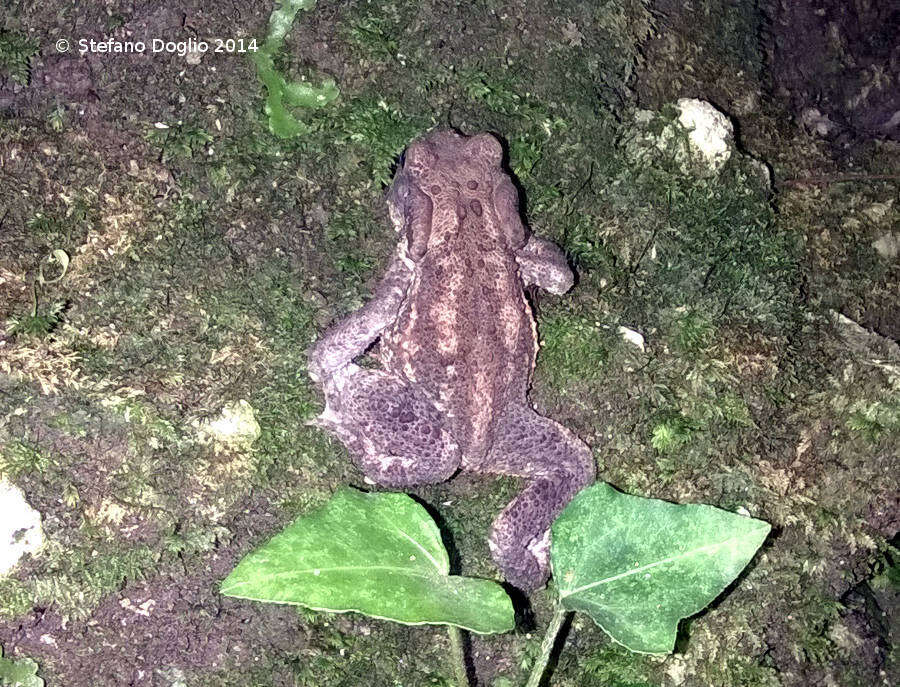 Image of Common Toad