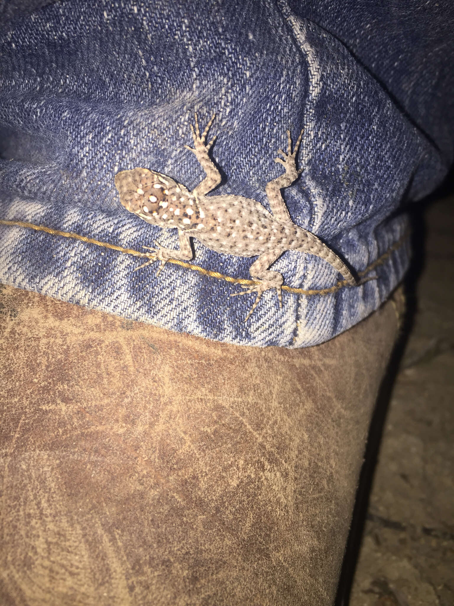 Image of Blue Spiny Lizard