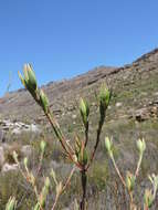 Image of Leucadendron diemontianum I. J. M. Williams