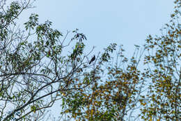 Image of Black-crested Bulbul