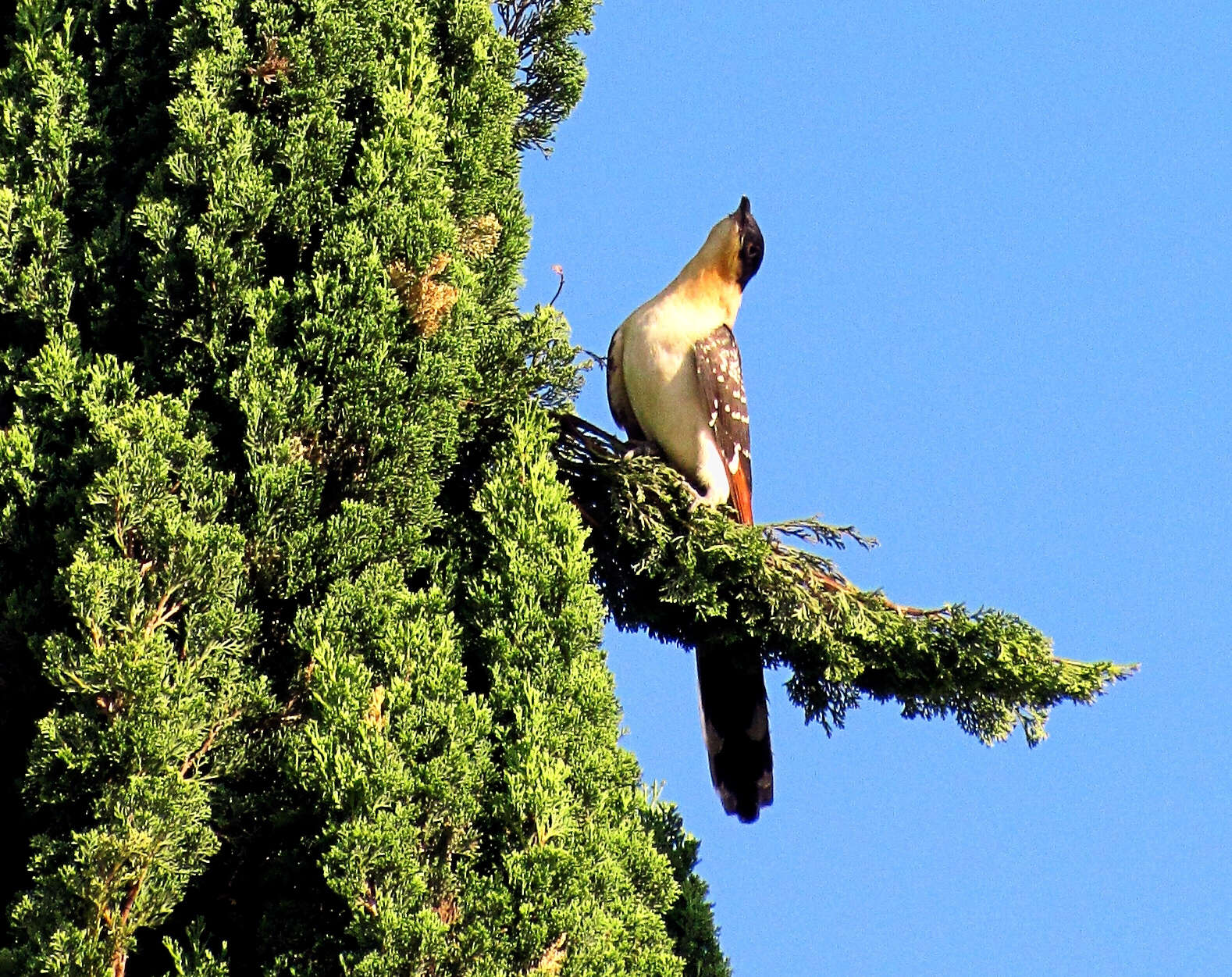 Imagem de Clamator glandarius (Linnaeus 1758)