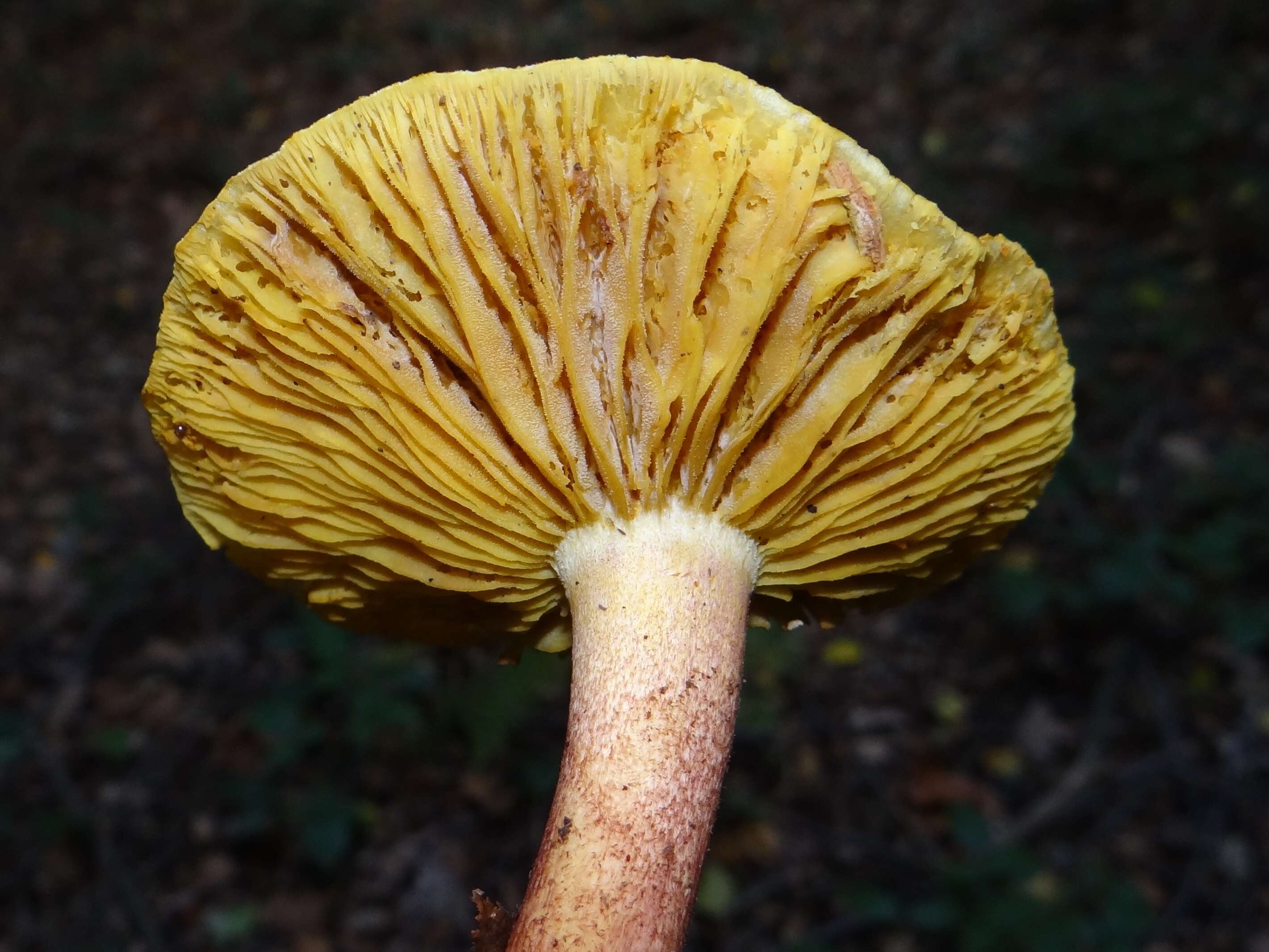 Image of Tricholomopsis rutilans (Schaeff.) Singer 1939