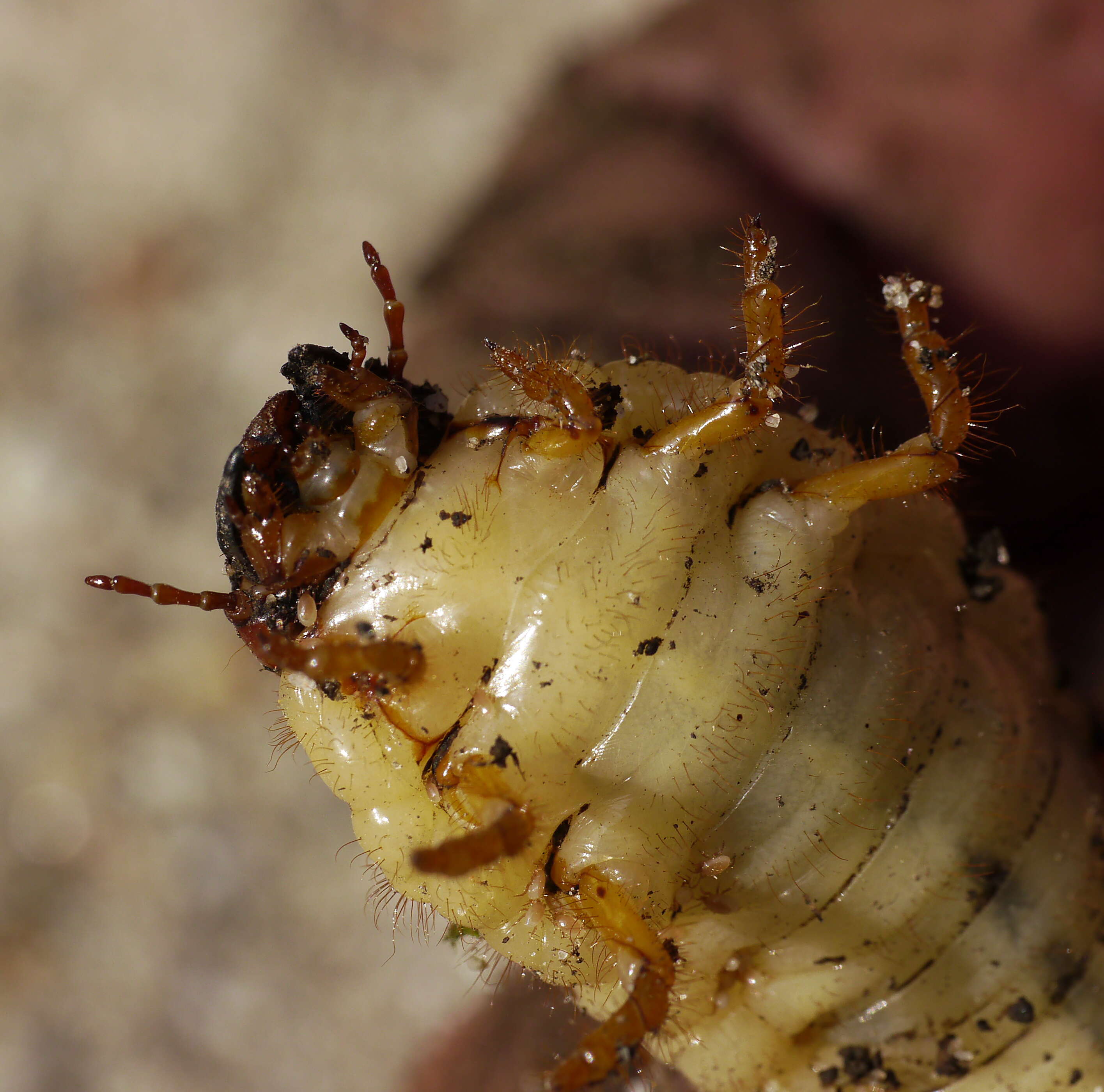 Image of European rhinoceros beetle