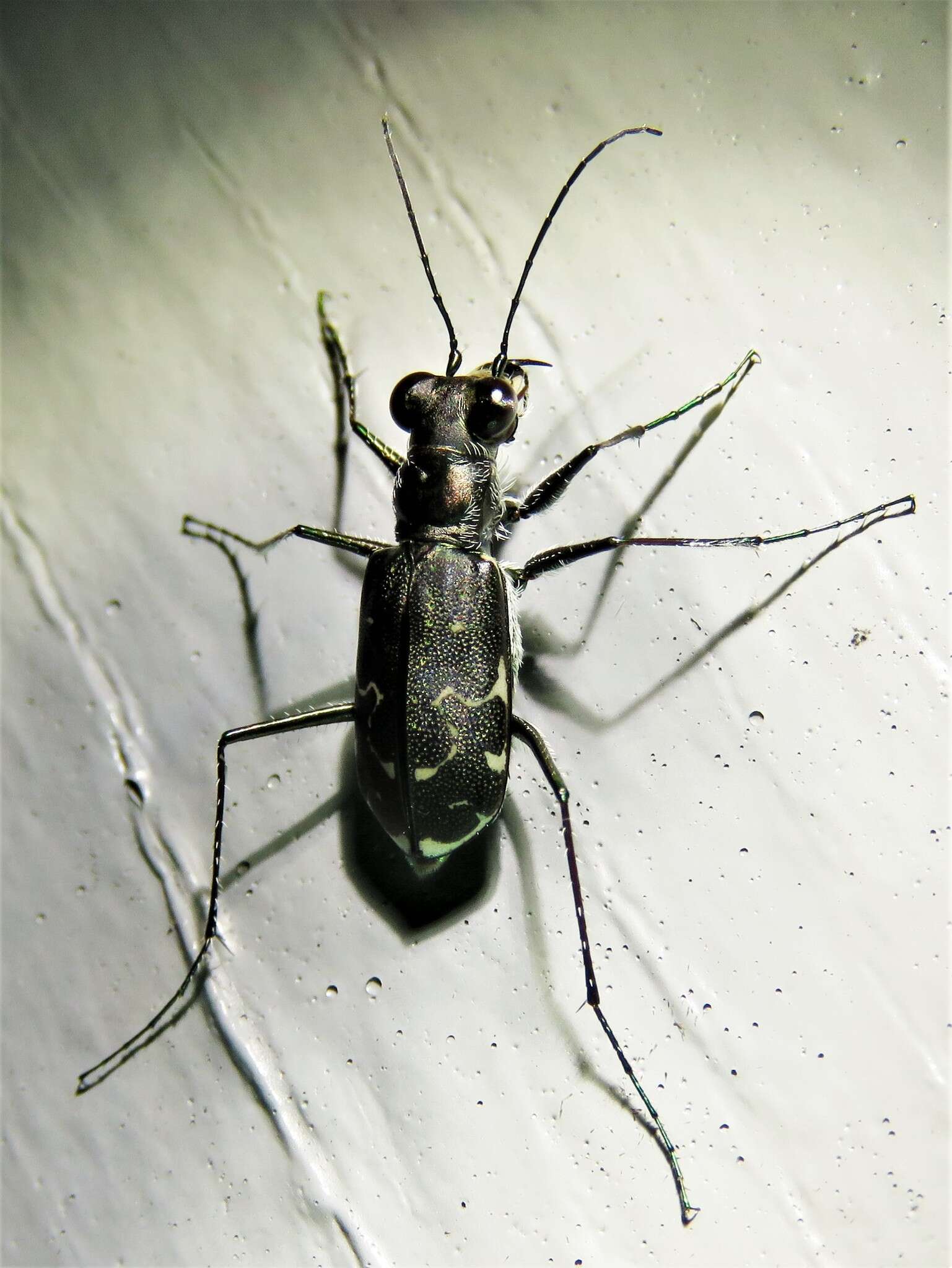 Image of Cicindela (Cicindelidia) trifasciata ascendens Le Conte 1851